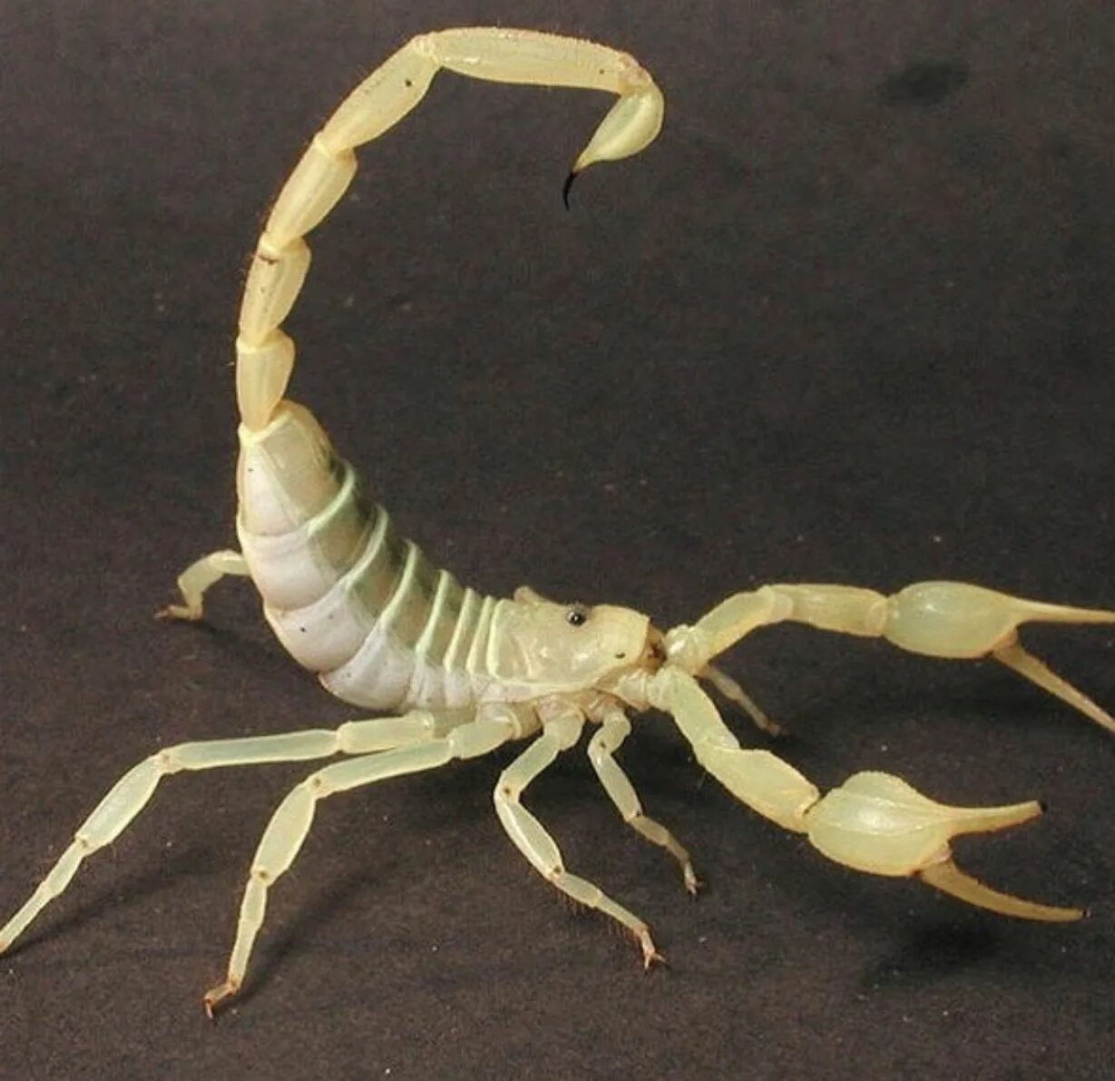 Scorpion white. Smeringurus mesaensis. Арахнид Скорпион. Smeringurus vachoni. Смерингурус Скорпион.