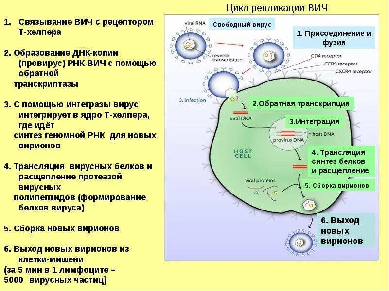 Цикл репликации ВИЧ. Цикл репликации РНК ВИЧ. Цикл репликации ВИЧ-1. Репликация вируса ВИЧ.