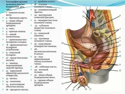 Ұйықтап жатқан жапон әйелімен
