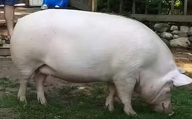 Ливенская свинья. Свинья Ливенская белая. Ливенские поросята. Порода свиней ландрас с сережками. Ливенская порода свиней.