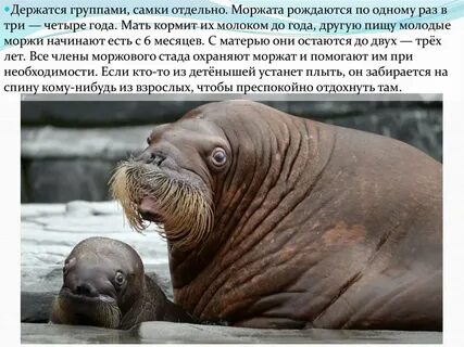 Морж на себе добывает
