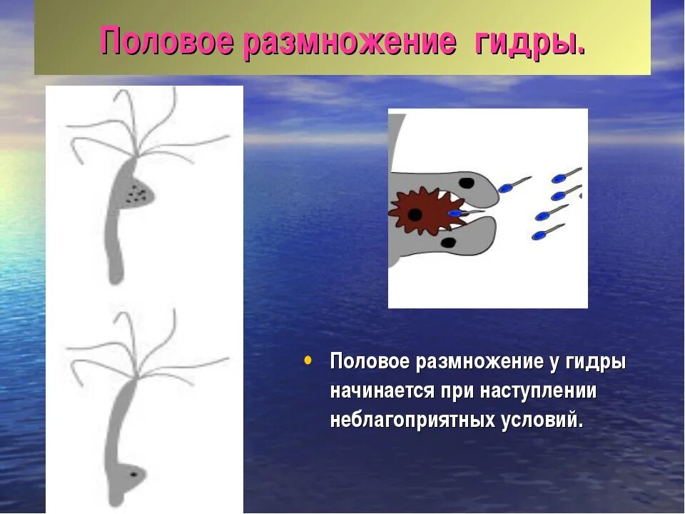 При наступлении неблагоприятных условий. Размножение гидры. половое размножение гидры. при неблагоприятных условиях гидры размножаются. амеба в неблагоприятных условиях.