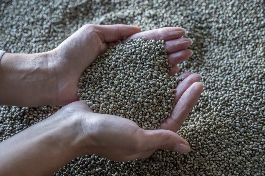 Субсидии на семена. Субсидии на семена. Инвестор сельское хозяйство. Сельское хозяйство. Пшеница зерно.