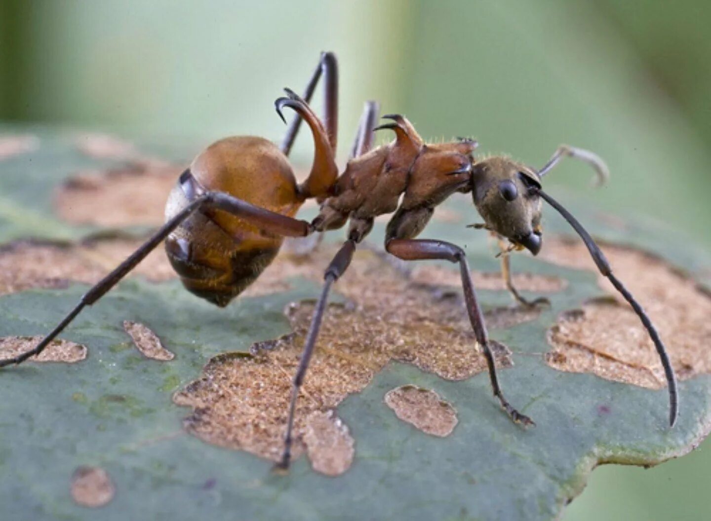 Муравьи Polyrhachis bihamata. Polyrhachis cyaniventris. Обыкновенный тонкоголовый муравей.