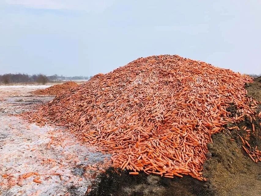 Много моркови. Тонна моркови. гора моркови. кучка моркови.