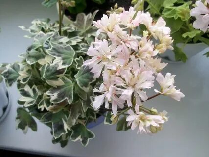 Silver snow