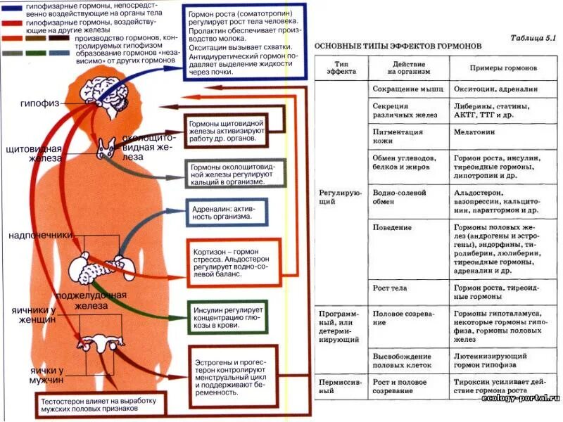 Гормоны человека схема. Гормоны Назначение. Таблица основных гормонов человека. Гормоны человека и их функции.