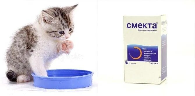 Можно коту смекту