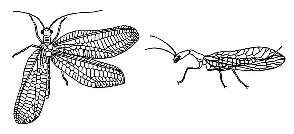 сетчатокрылые превращение