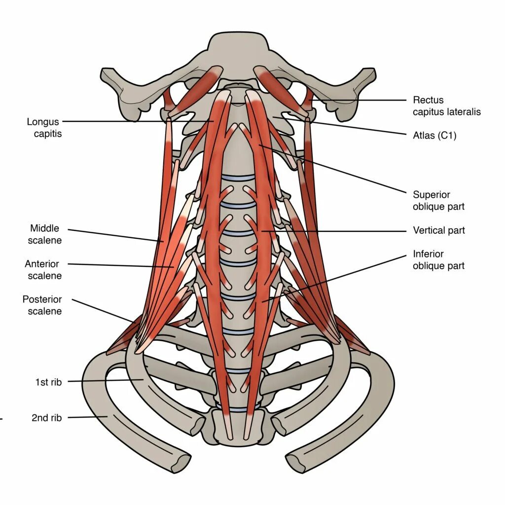 Анатомия rectus capitis. Мышцы шеи анатомия m. Longus coli. Longus capitis мышца. Scalenus anterior мышца.
