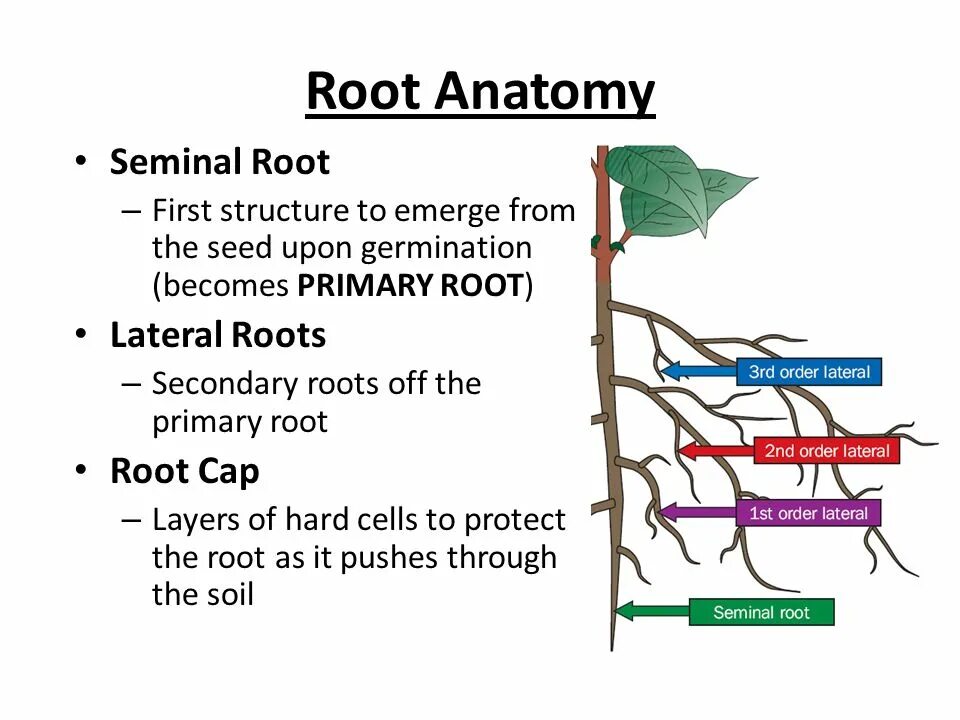 Lateral root. The structure of the root Zones. Lateral root cap. The Primary structure of the root.. Root support