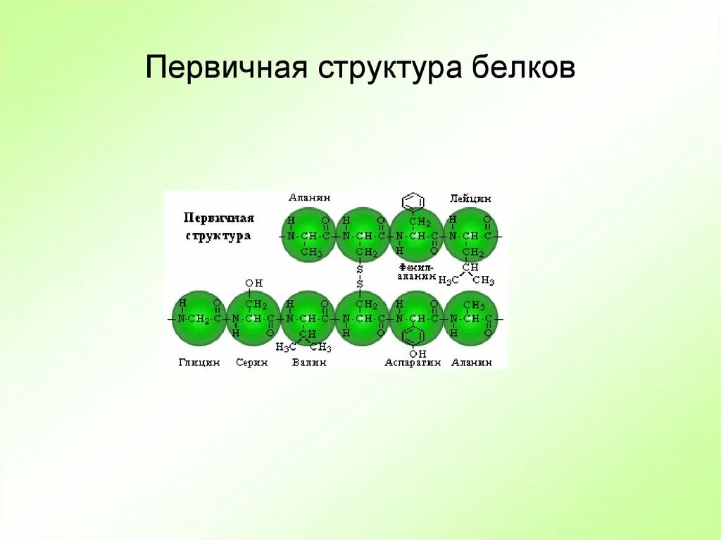 Первичная структура белка аминокислоты. Первичная структура белков формула. Первичная структура белка. Первичная структура. Состав первичной организации