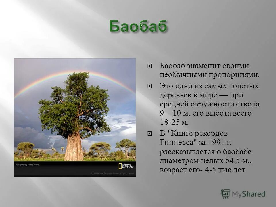 Для какой природной зоны характерно дерево баобаб