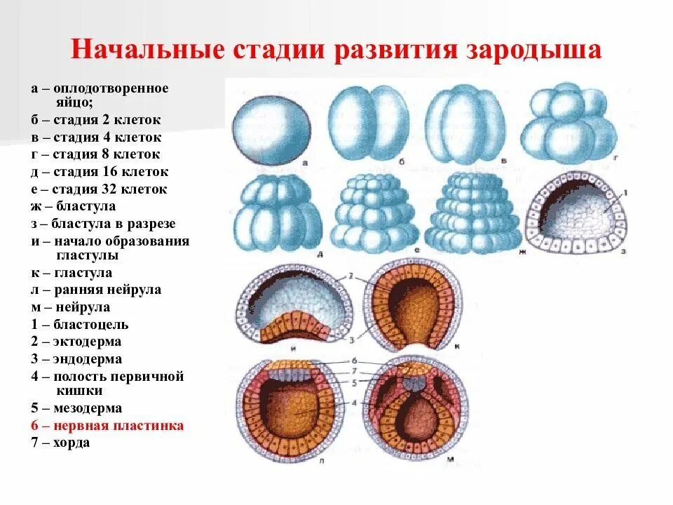 Клетка онтогенез. Эмбриогенез гаструла бластула. Начальные этапы онтогенеза эмбриогенез. Этапы развития зародыша схема. Стадия дробления эмбриогенеза животных.