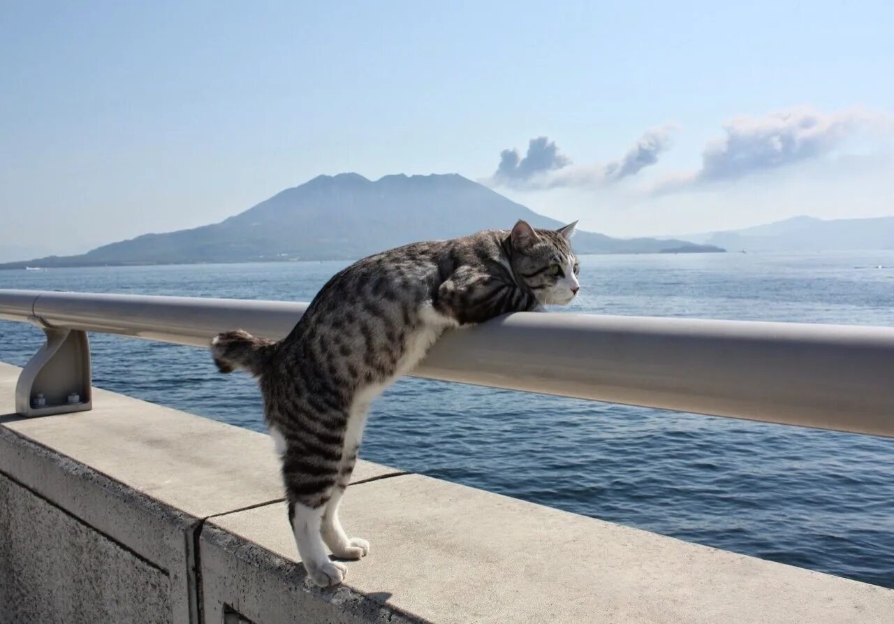 Мечтающая кошка. Котик на море. Кот на перилах. Кошка отдыхает. Любопытный кот.