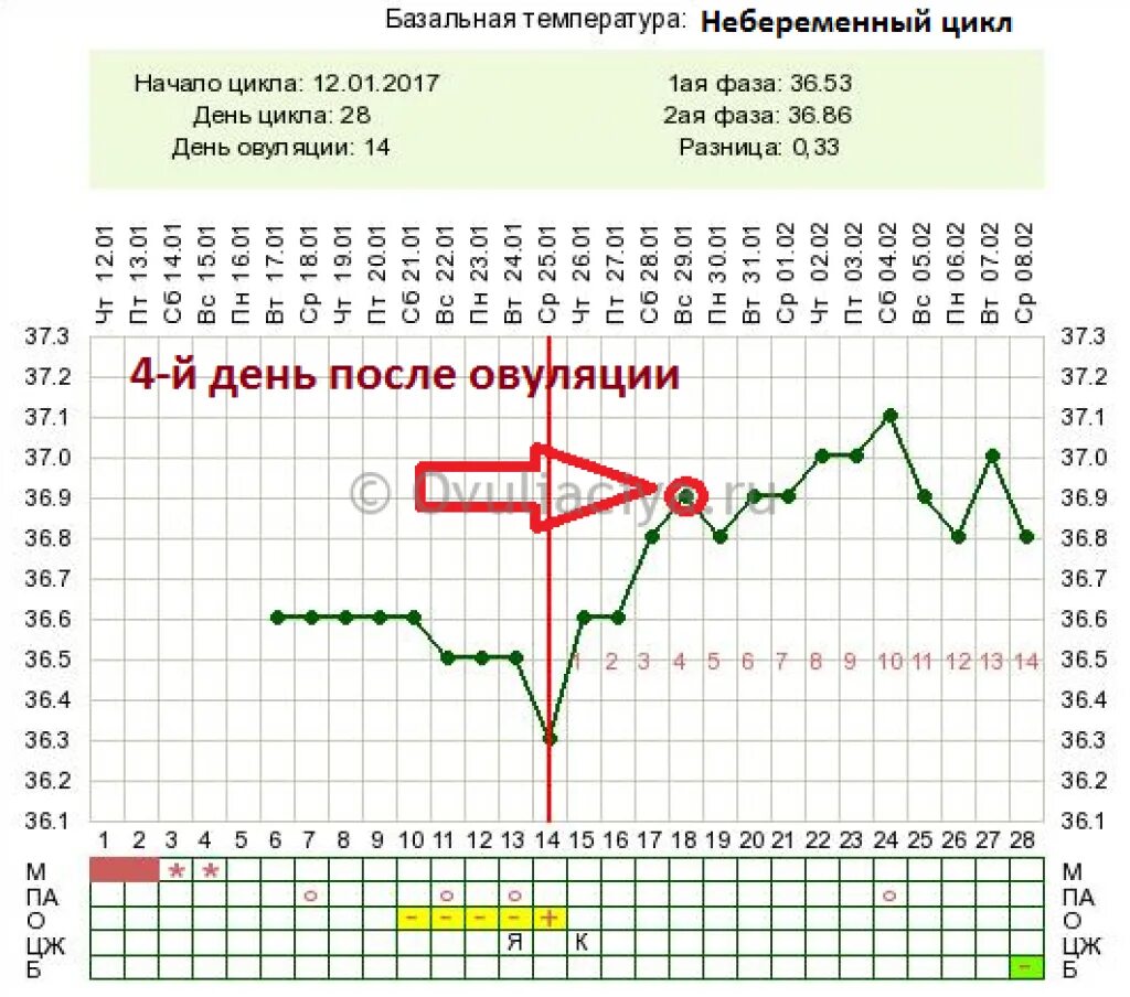 Тянет низ живота температура 37. Беременный график БТ после овуляции. График БТ при поздней овуляции и беременности. График БТ С овуляцией. Базальная температура на 23 день цикла.