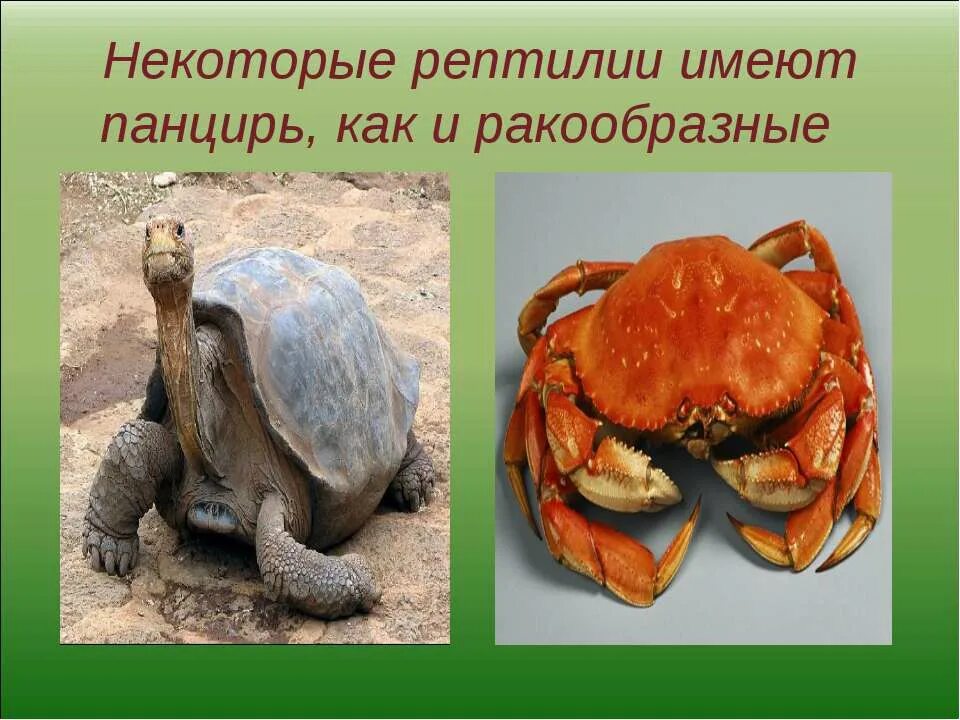 тема пресмыкающиеся 2 класс. сообщение о присмыкающи. урок презентация пресмыкающиеся. змеи это пресмыкающиеся или земноводные. тема пресмыкающиеся 2 класс.