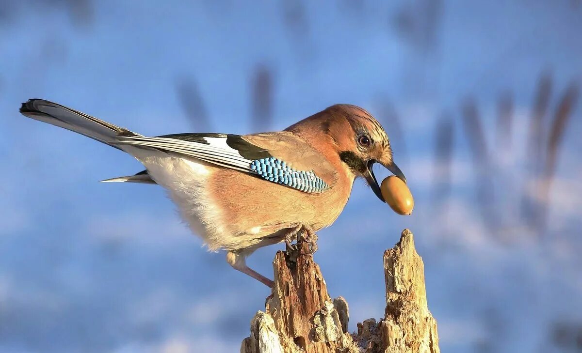 птицы питающиеся семенами. какие птицы распространяют семена. сойка обыкновенная. ягоды для птиц. городские птицы москвы.