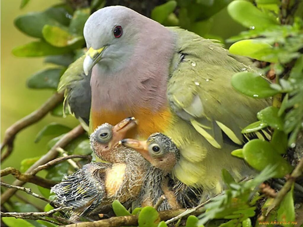 They like birds. Японский зеленый голубь птенцы. Горлица птица птенец. Неразлучники попугаи. Толстоклювый зелёный голубь.