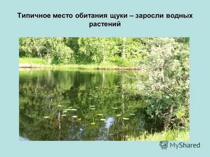 Маленький пруд зарос травой словосочетание в предложении