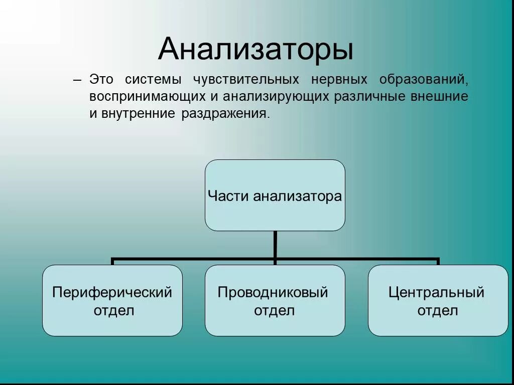 Части анализатора биология. Анализаторы. Анализаторы анатомия. Анализаторы биология. Анализатор это в психологии.