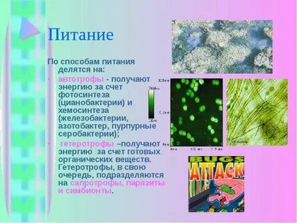 Способ питания цианобактерий