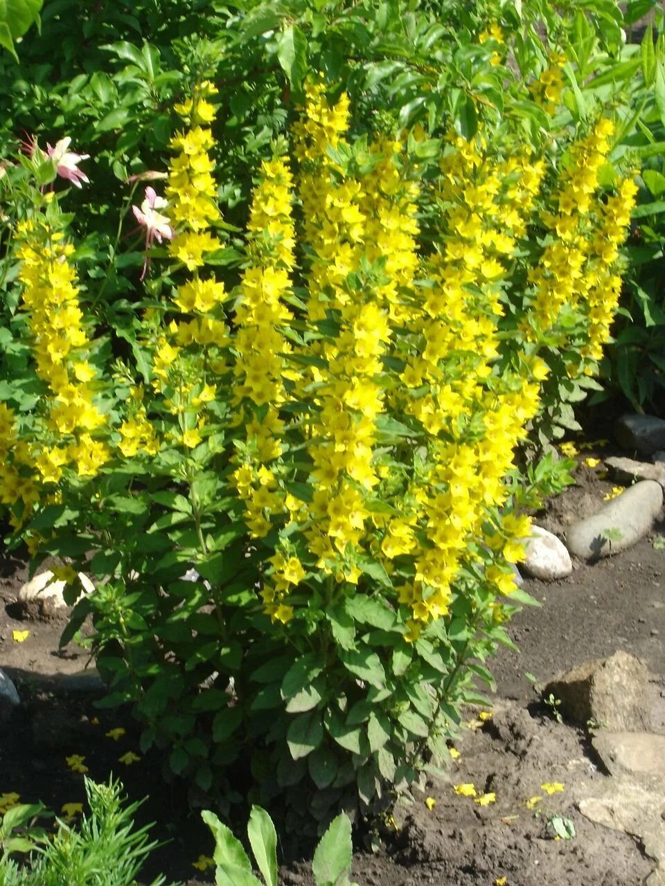 Вербейник точечный (lysimachia punctata). Энотера кустарниковая oenothera fruticosa. Вербейник точечный (лизимахия). Вербейник lysimachia punctata. Вербейник желтый многолетник.