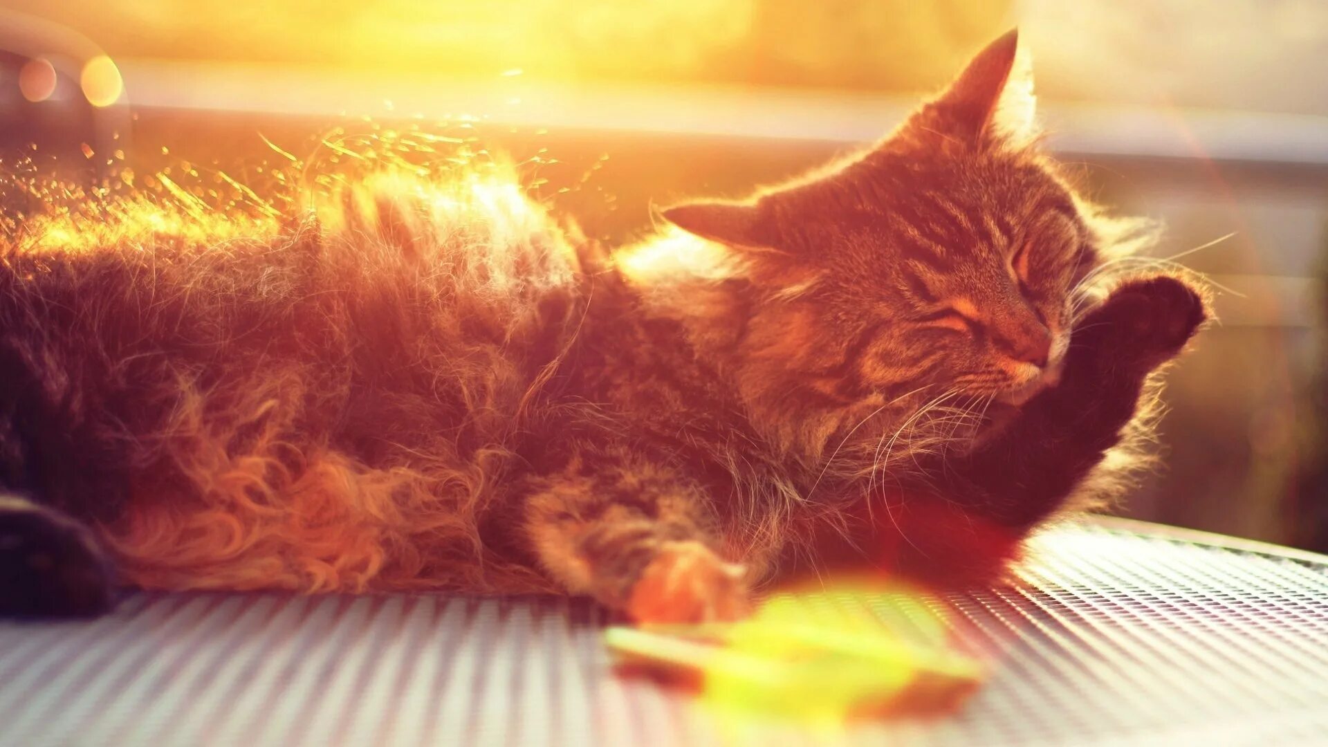 Кот солнышко. Кот на солнце. котик в солнечных лучах. котик в лучах солнца. кошка в лучах солнца.
