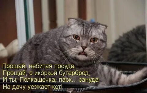 Прощай котик