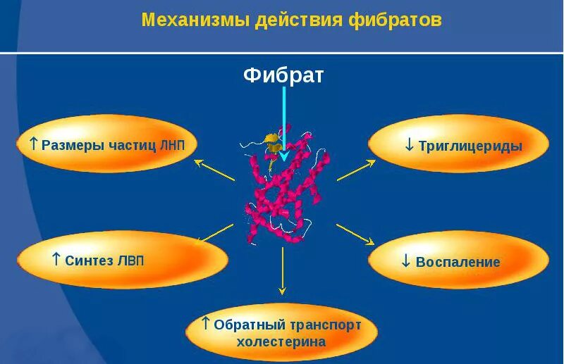 Препараты для снижения холестерина фибраты. Фибраты механизм действия схема. Фибраты препараты механизм действия. Механизм действия фибратов фармакология.