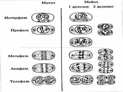 Митоз мейоз 10 класс