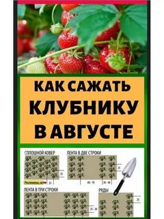 Дни посадки клубники в августе