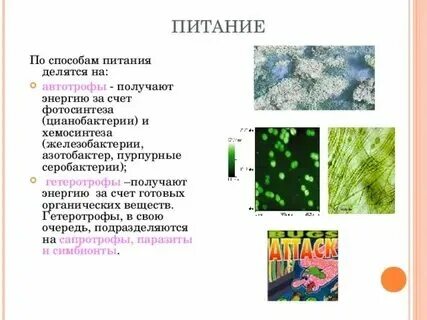 Способы питания бактерий схема