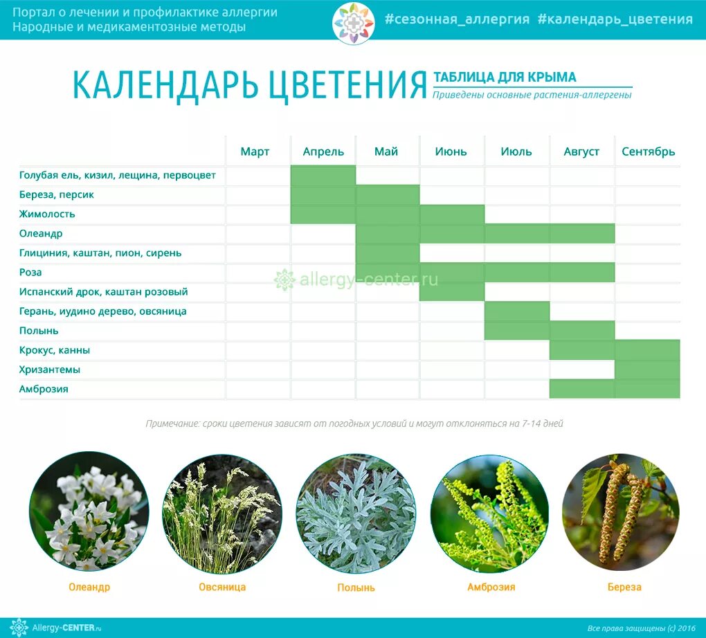 Календарь цветения аллергенных растений Крыма. Календарь цветения в Крыму для аллергиков. Календарь аллергика цветения растений-аллергенов. Календарь цветения сорных трав. Аллергены краснодар