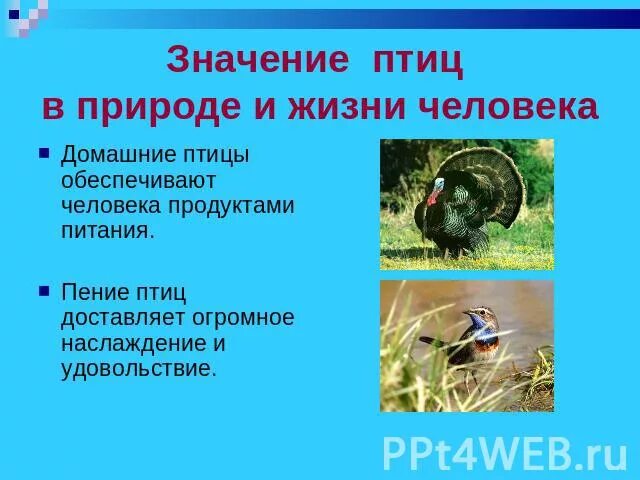 Значение птиц в природе. Значение птиц в природе и жизни человека. Значение птиц в жизни человека. Птицы в жизни человека и природы. Значение птиц в жизни человека сообщение