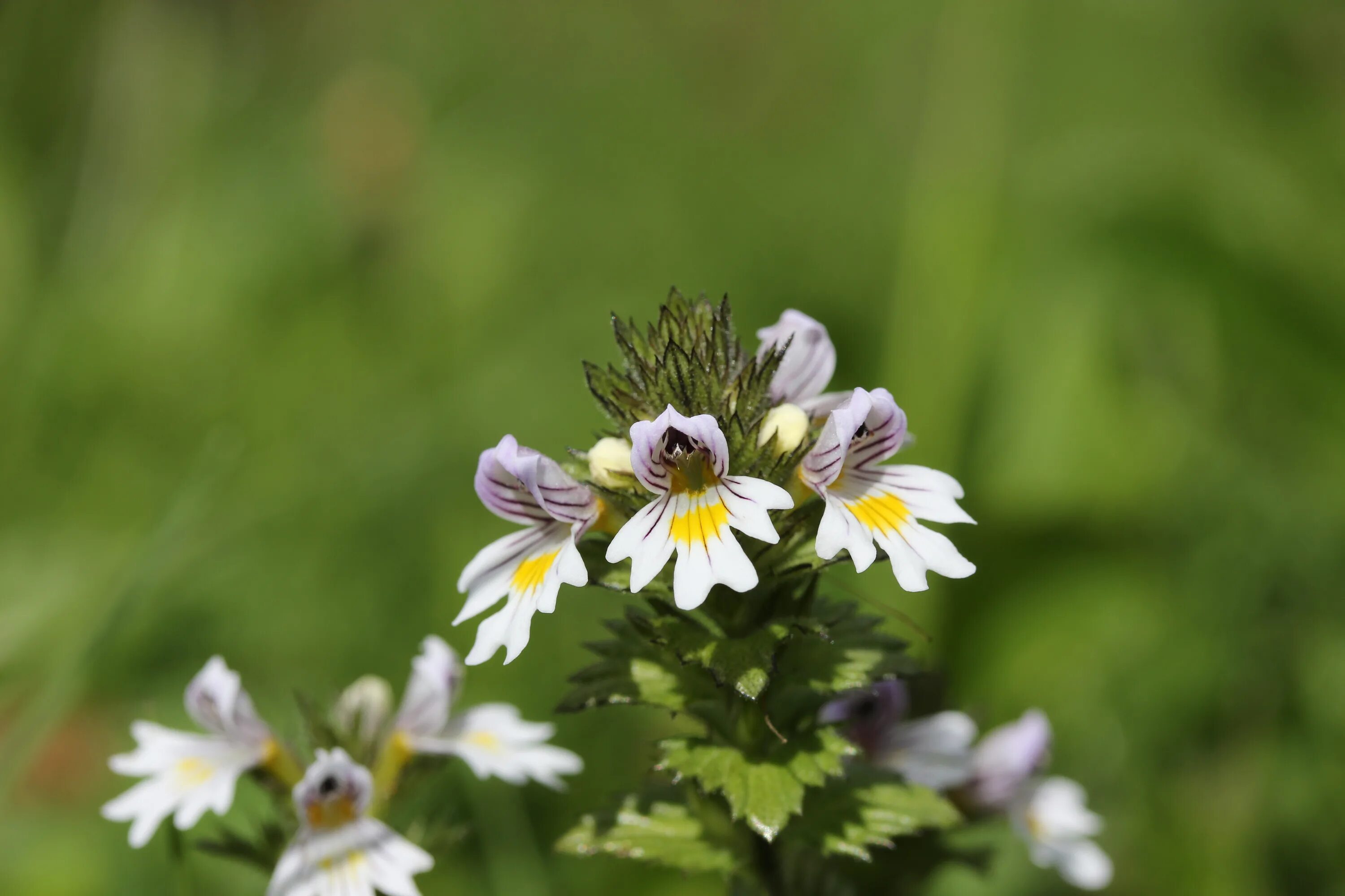 Eyebright - Euphrasia officinalis Plant fungus, Medicinal plants, Herbalism
