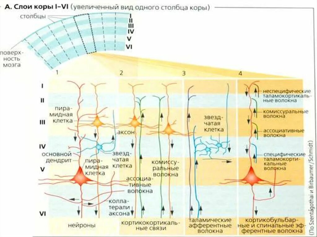 Организация коры головного мозга