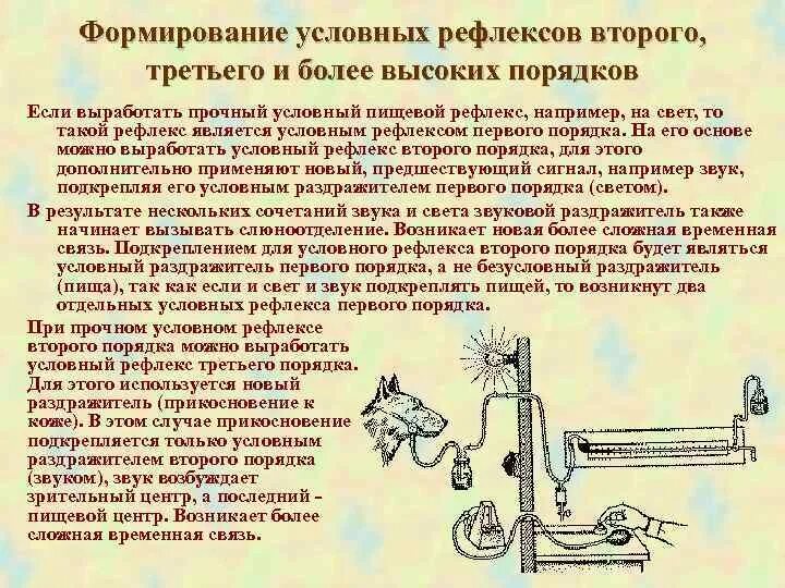 Формирование условного рефлекса. Формирование условных рефлексов происходит. Формирование условного рефлекса 1 порядок. Условный рефлекс второго порядка.