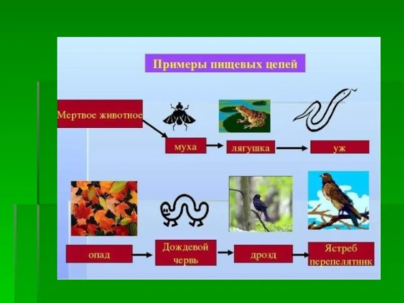 Пищевая цепочка. Пищевые Цепочки примеры. Цепочка пищевой цепи. Пищевая цепочка с мухой.