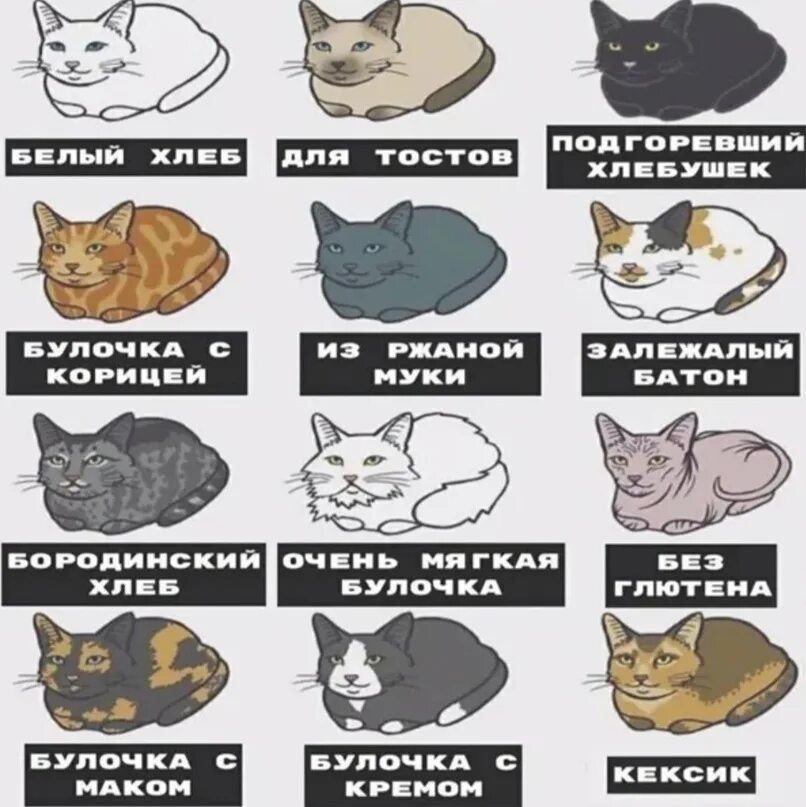 Кис кис мем. Классификация котов. Коты мемы. Мемы с котами из разных стран. Исторические коты мемы.