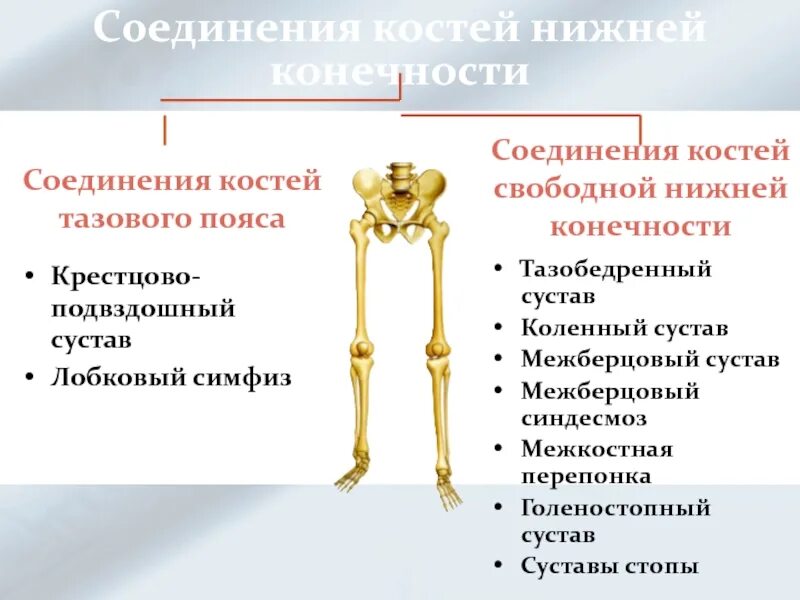 Соединения конечностей и поясов