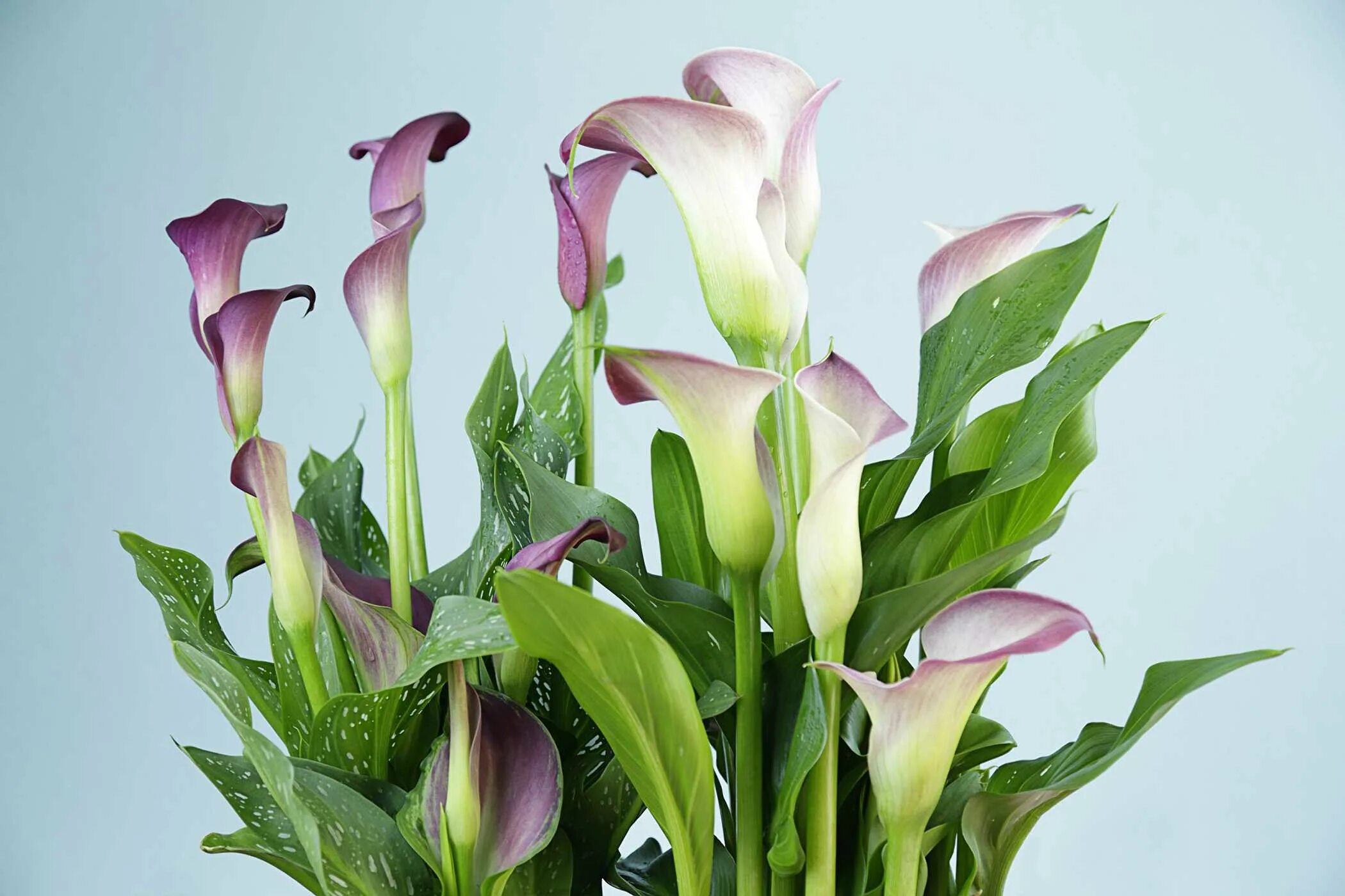 Https www calla ly gb tampliners. Зантедеския Фламинго. Калла Zantedeschia Captain Prado. Калла Pink Persuasion. Zantedeschia размножается.