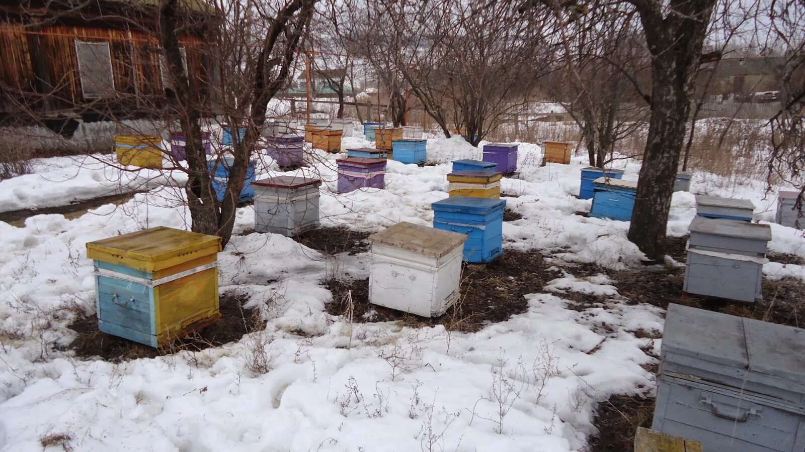 Пчелы после зимовки что делать. Выставка пчел из зимовника. Пасека в марте. Пасека в саду.