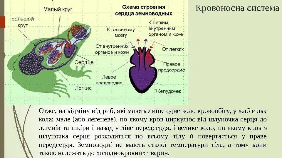 Характеристика сердца земноводных. Строение сердца земноводных. Схема строения сердца земноводных. Сердце земноводных схема. Строение сердца амфибий.