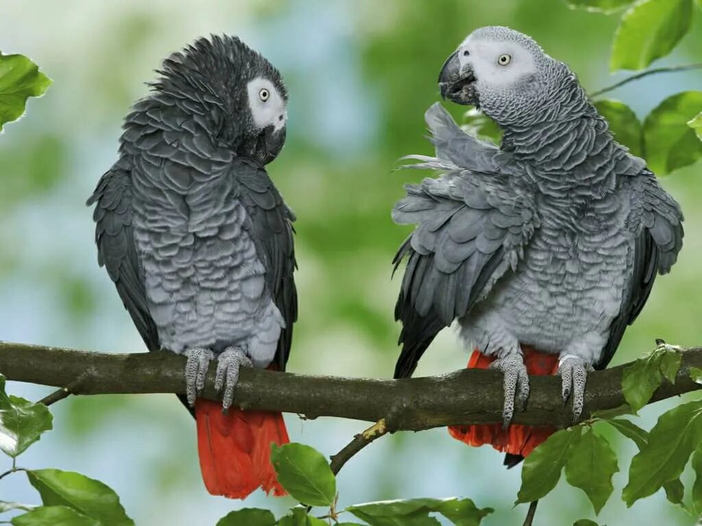 Большой серый попугай. Краснохвостый жако. Попугай жако. Попугай жако краснохвостый. Серый попугай жако.