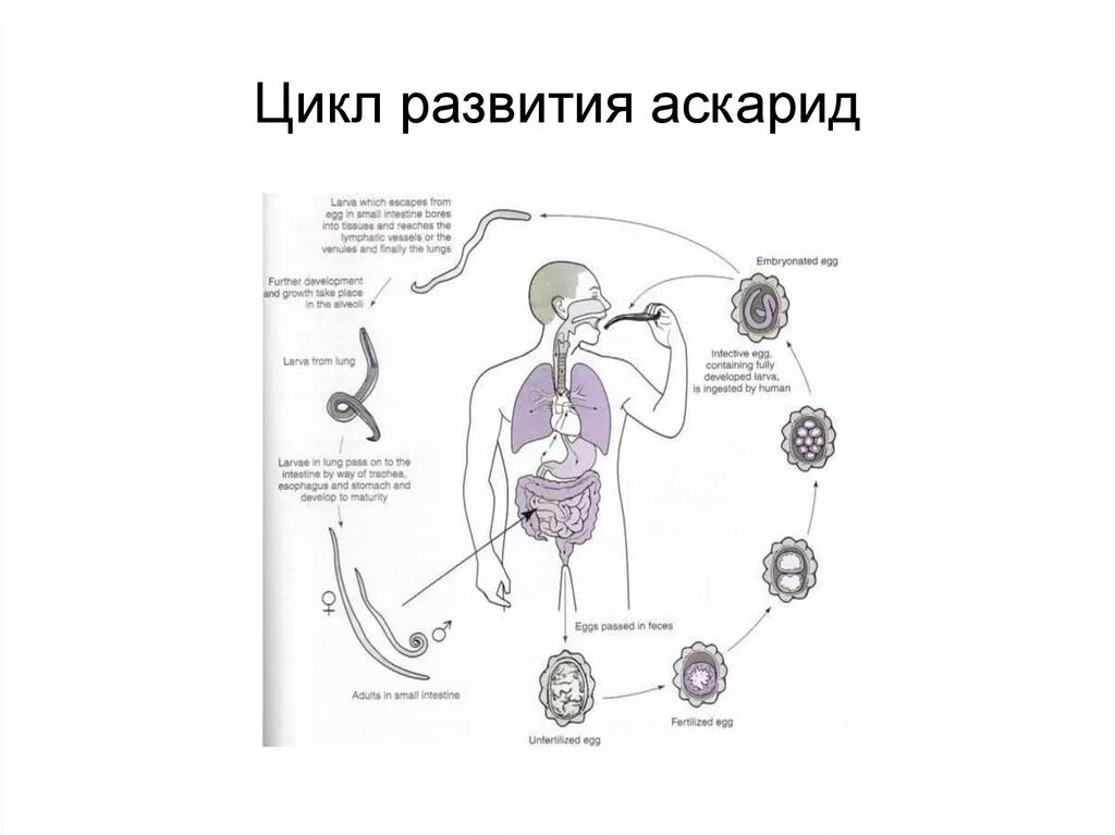 Жизненный цикл Ascaris lumbricoides схема. Цикл развития аскариды 7 класс. Жизненный цикл аскариды человеческой схема. Цикл развития аскариды человеческой.