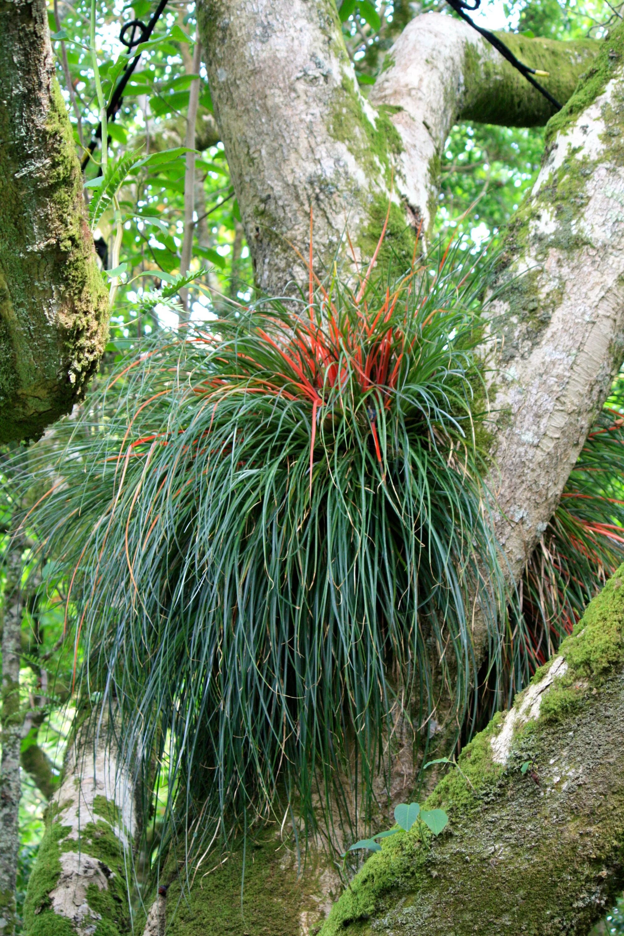 Виды эпифитов. Бромелиевые Эпифиты. Бромелия эпифит. Эпифиты Bromeliad. Ароидные Эпифиты.