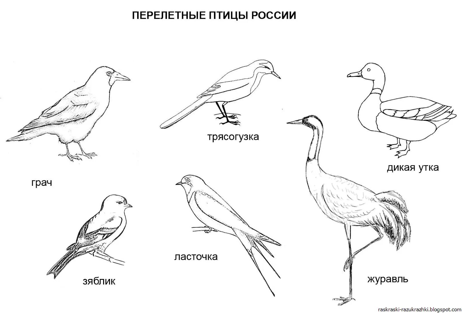 Птицы раскраска с названиями для детей. Птицы России зимующие и перелетные птицы раскраски. Перелётные птицы России расскрасски с названиями для детей. Зимующие птицыросии раскраска для детей. Раскраска перелент ные птицв.