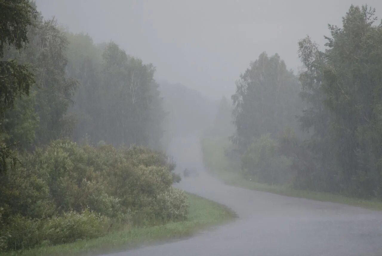 Дождь и туман. Сильный дождь в лесу. Сильный туман в лесу. Гроза туман. Гроза начиналась утром