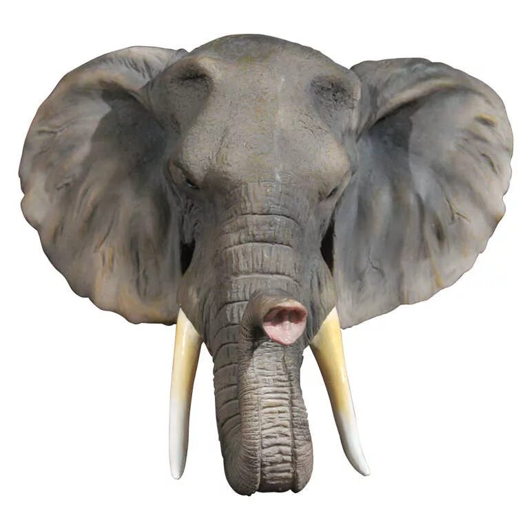 Голова слона. Морда слона. Лицо слона. Уши слона. Слоновые уши